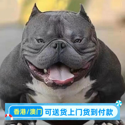 美国恶霸犬霸气幼犬凶猛宠物狗美国恶霸犬小狗黑色恶霸幼崽斗牛犬