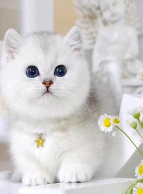 银川/繁育直售/香港银渐层猫幼猫活体英短猫金渐层猫矮脚猫银点小