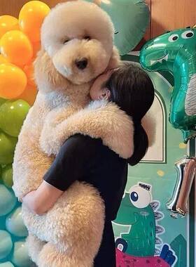 巨型贵宾犬巨贵特大号泰迪犬可爱花色狗狗宠物狗标准贵宾幼犬狗狗