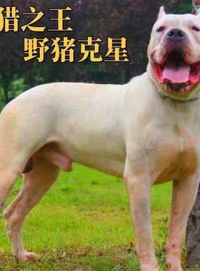杜高虎头杜高犬幼犬活体阿根廷巨型猎犬狩猎猛犬野猪霸气看家护院