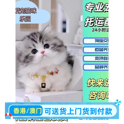 苏州/实体门店/北京猫舍香港拿破仑矮脚猫长毛蓝金紫金金渐层幼猫