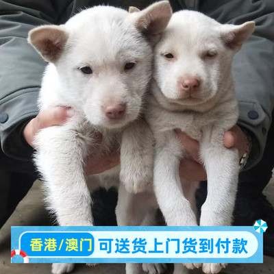 贵州凯里下司犬幼犬中大型狩猎犬赶山猎狗中华田园犬土狗看家狗