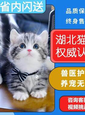 郑州/实体门店/美短香港猫活体虎斑猫矮脚猫折耳宠物猫咪美短起司
