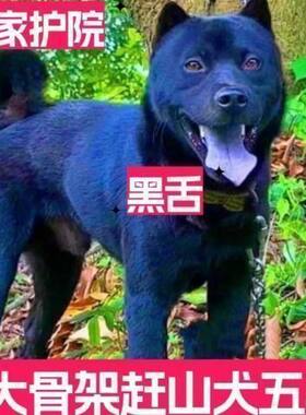 五黑犬黑狗虎头纯黑中华田园犬幼犬活物广西土猎犬狗短毛黑土小狗