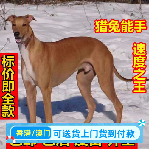 格力犬灵缇猎兔犬细狗惠比特幼犬小狗便宜狗活物真狗家养正宗猎犬