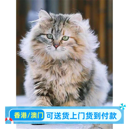 香港俄罗斯西伯利亚森林猫挪威森林涅瓦色长毛不赛级血统猫舍