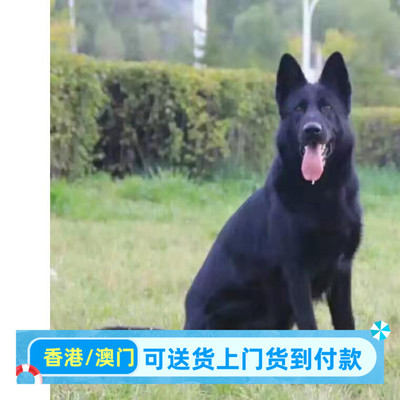 长沙本地犬舍出售双血统东德牧羊犬幼犬警犬马犬黑狼犬德牧幼崽