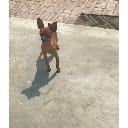 福州本地犬舍香港小鹿犬幼犬活体铁包金迷你笃宾犬宠物狗短毛狗狗