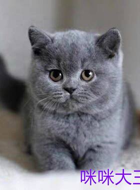 佛山本地猫舍出售香港英短蓝猫幼猫矮脚猫折耳猫活物宠物猫咪幼崽