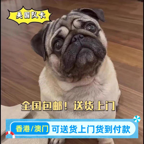 香港巴哥小型犬短毛超萌家庭宠物活体狗狗小型犬可爱家养哈巴狗