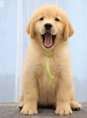香港金毛幼犬大骨架导盲犬寻回犬双血统金毛犬活体中型犬宠物狗狗