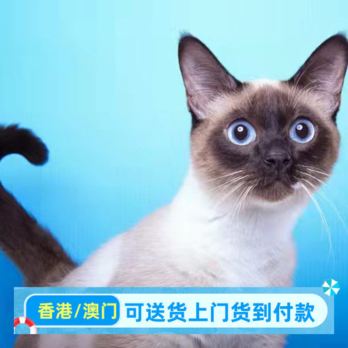 昆明猫舍出售香港暹罗猫幼猫泰国猫海豹重点色暹罗猫幼崽活体猫咪