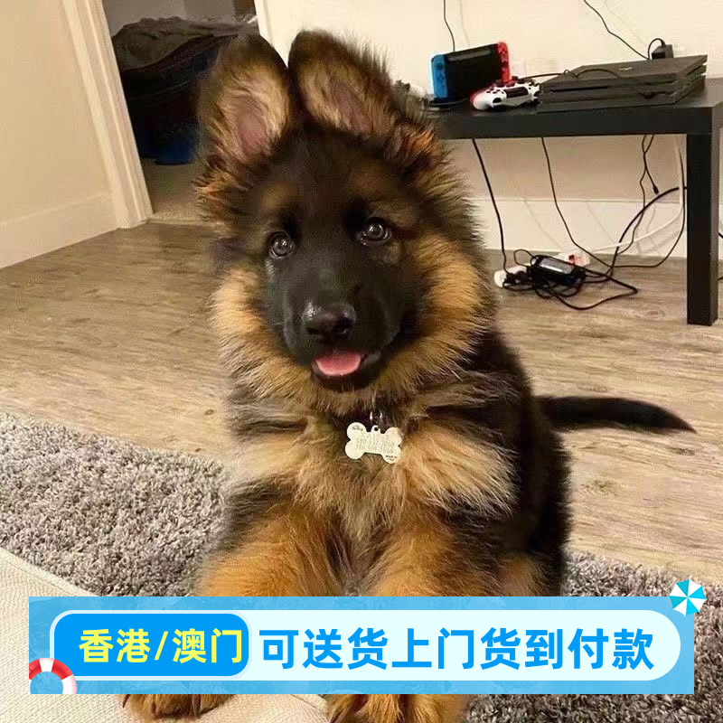 德国牧羊犬幼犬狼青弓背黑背德牧幼犬军犬警犬幼崽网红 - 实物图
