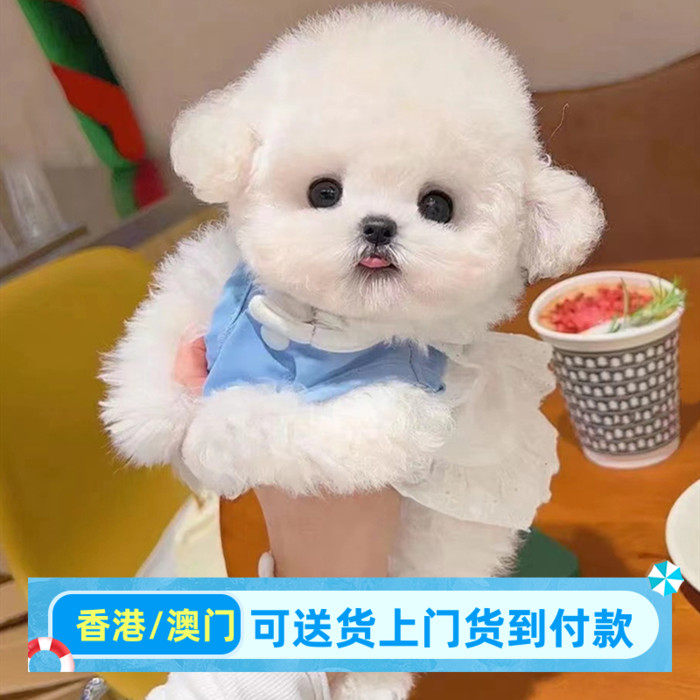 比熊幼犬小型犬比熊幼崽香港宠物狗狗