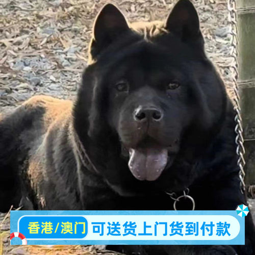 广西土猎犬幼犬虎头虎斑色狗狗赶山犬五黑犬猎犬幼崽活物狗黑狗犬