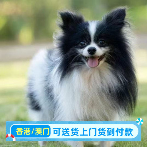 蝴蝶犬狮子小狗便宜狗狗家养宠物幼犬小型犬活物真狗学生哈巴狗
