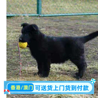 广东本地犬舍出售双血统东德牧羊犬幼犬警犬马犬黑狼犬德牧幼崽