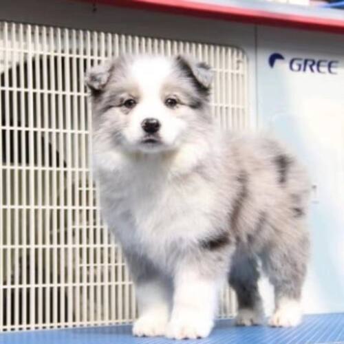 长沙犬舍出售边牧幼犬香港活体陨石宠物狗狗金边双血统边境牧羊犬