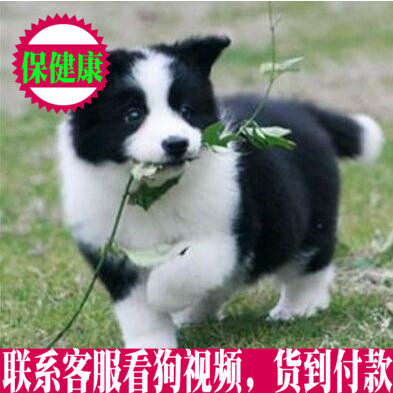 赛级血统纯种边牧幼犬狗狗 出售甜脸边境牧羊犬幼犬高智商宠物狗