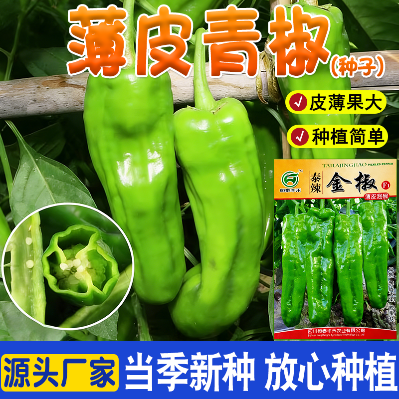 青椒种子特辣薄皮辣椒种子农家