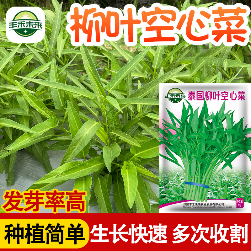 泰国柳叶空心菜种子蔬菜种子