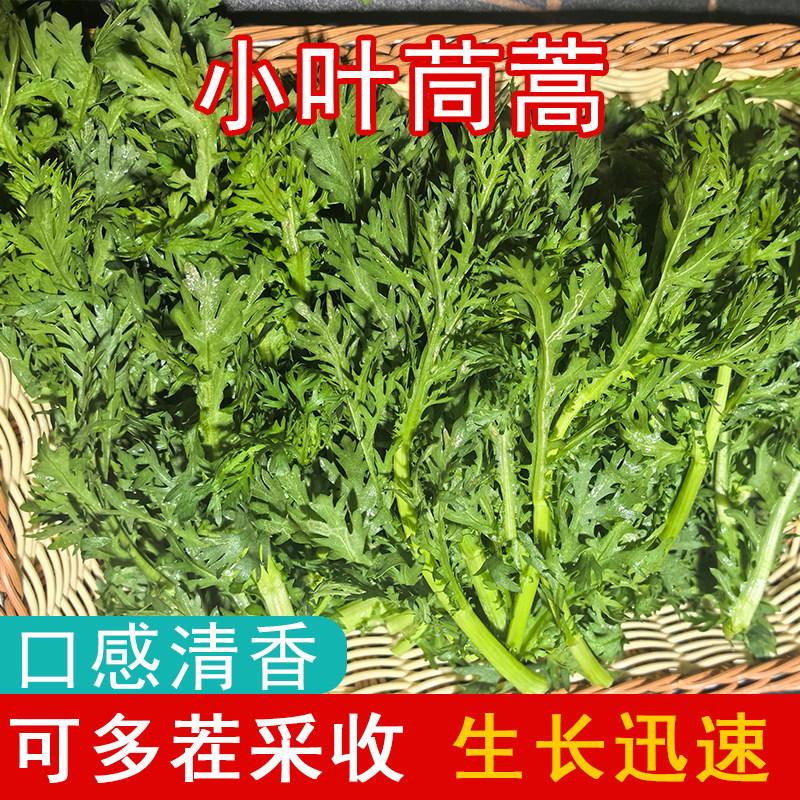 小叶茼蒿种子皇帝菜种籽老品种茼蒿秋冬耐热耐寒蔬菜阳台盆栽种子