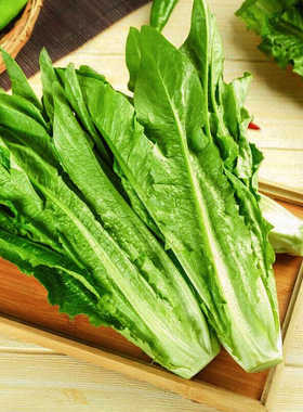 油麦菜新鲜农家自种令火锅甜脆绿色健康蔬菜泡沫箱包装新鲜油麦菜