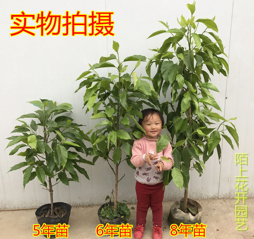 正宗嫁接白兰花苗 白兰花树苗白玉兰黄桷兰黄兰盆栽地栽浓香花卉