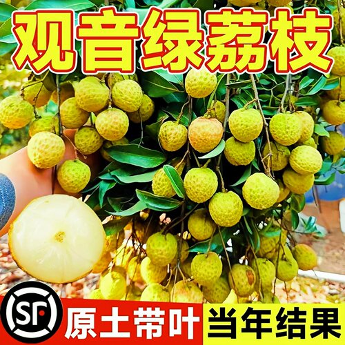 正宗观音绿荔枝树苗嫁接南北可种