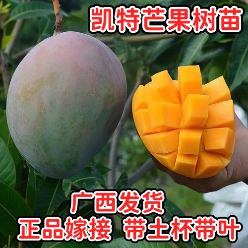 四川攀枝花凯特芒果苗正宗嫁接苗