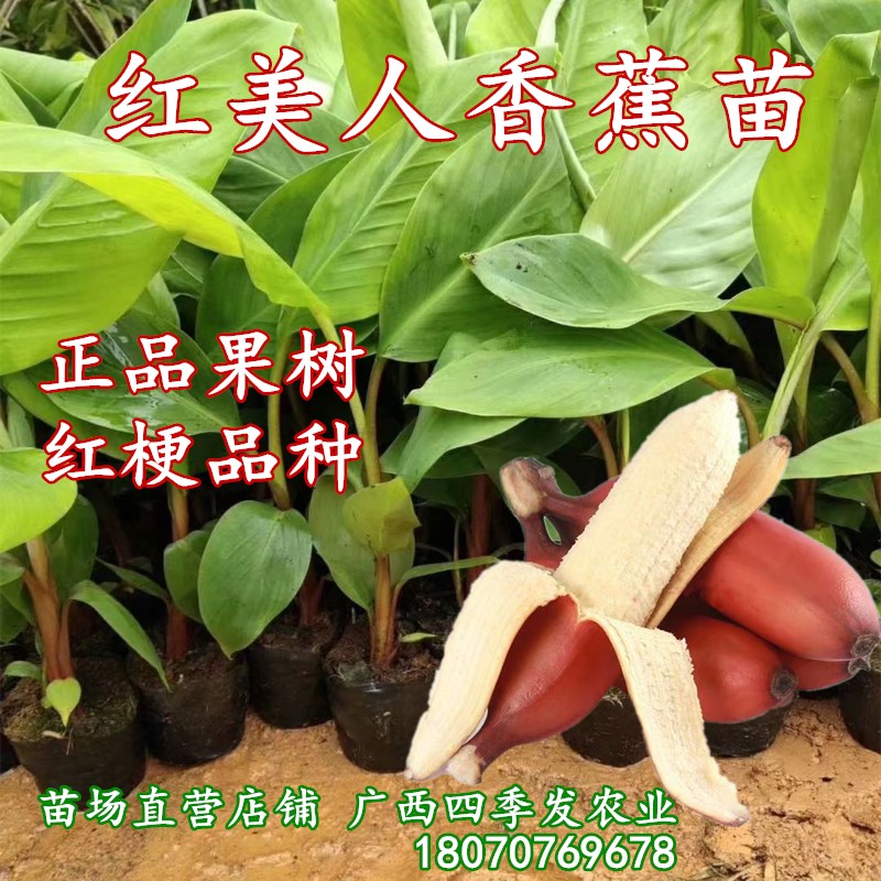 广西红美人矮化带土带叶香蕉苗