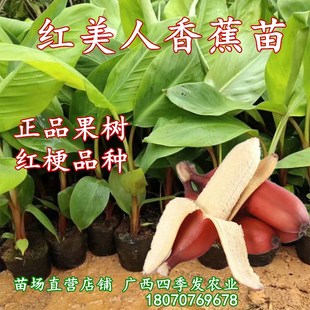广西红香蕉苗红美人香蕉苗矮化红香蕉苗树苗南方盆栽地栽带土带叶