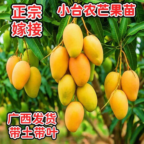 小台农芒果苗嫁接当年结果盆栽