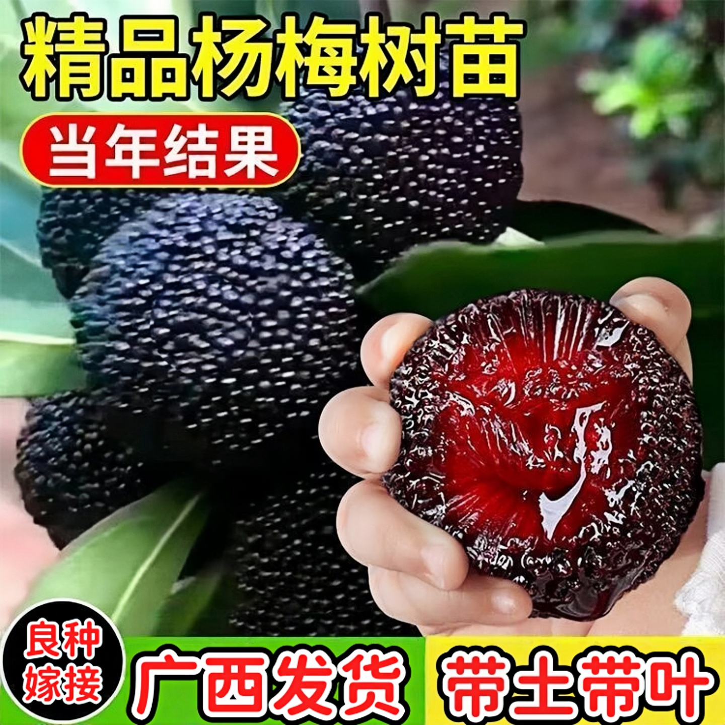 正宗嫁接杨梅树苗特大果纯甜黑炭杨梅苗阳台庭院盆栽地栽杨梅苗
