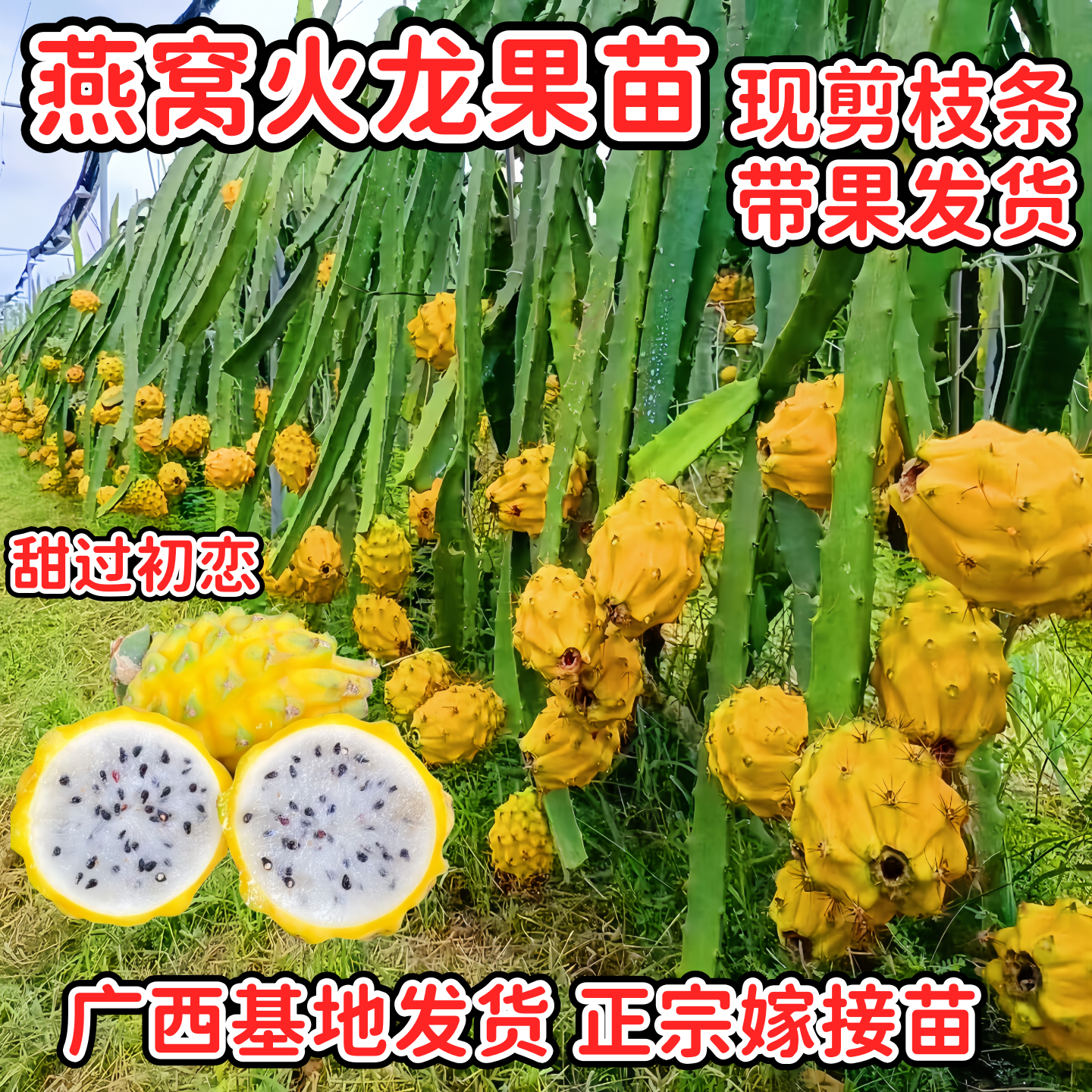 广西正宗燕窝火龙果嫁接苗四季结果黄皮火龙果苗阳台庭院盆栽果树