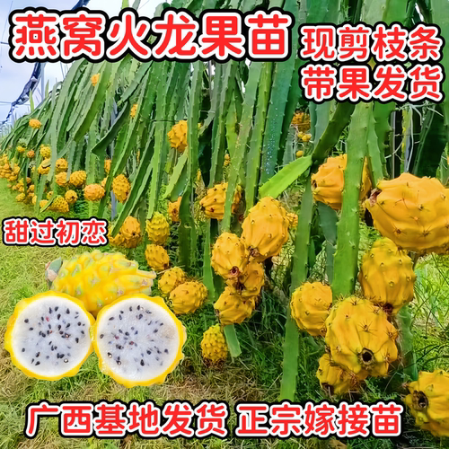 广西正宗燕窝火龙果嫁接苗四季结果黄皮火龙果苗阳台庭院盆栽果树 - 封面