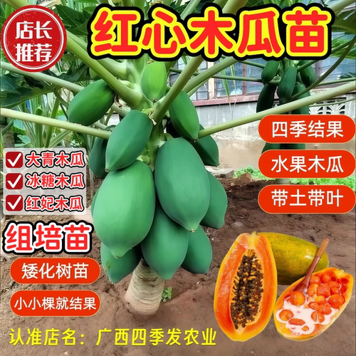 矮化四季红心木瓜树苗南北方可种