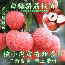 白糖罂荔枝树苗正宗嫁接苗香甜多汁南方庭院盆栽地栽常绿果树