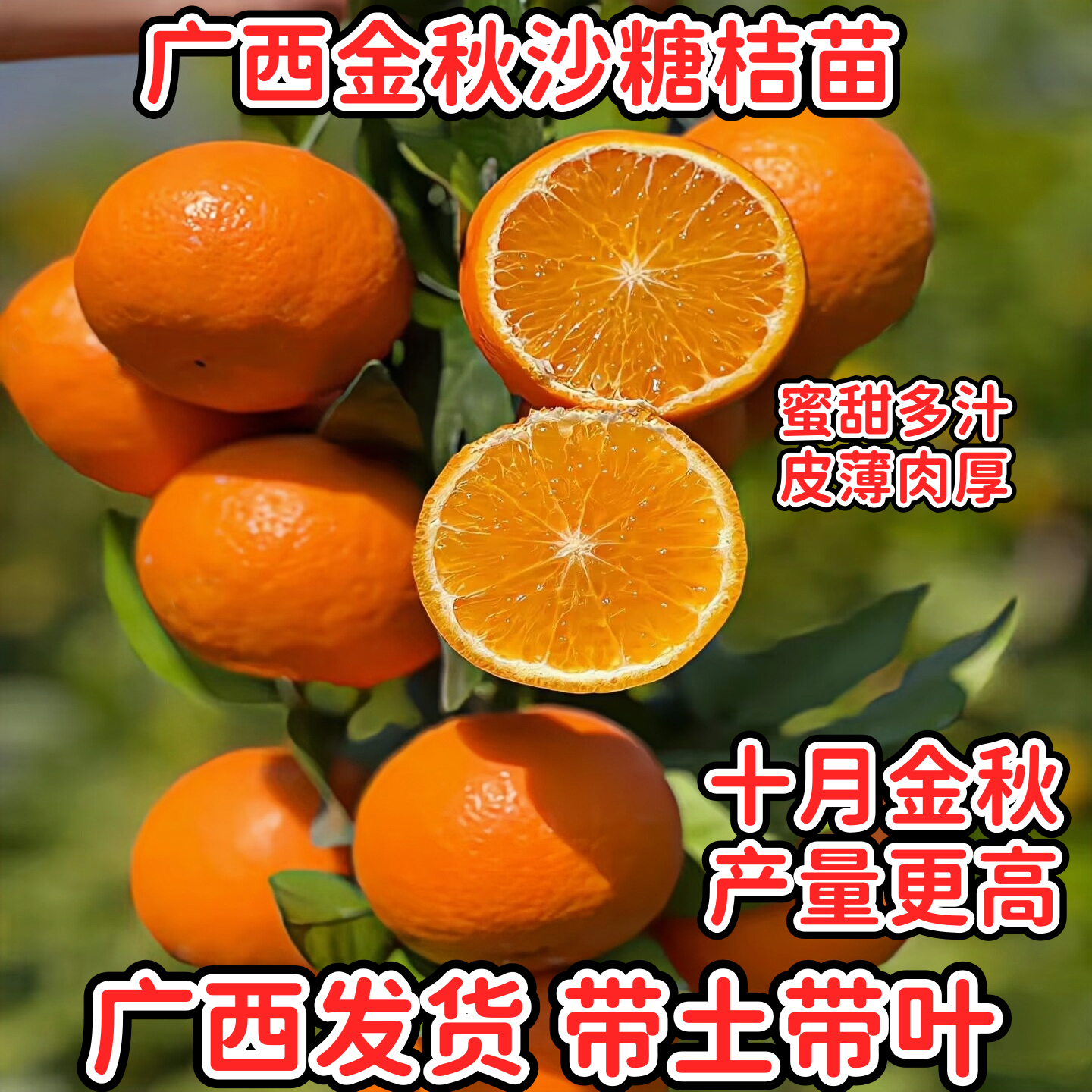 嫁接金秋沙糖桔苗蜜甜高产砂糖橘苗南北方阳台庭院盆栽地栽橘子树