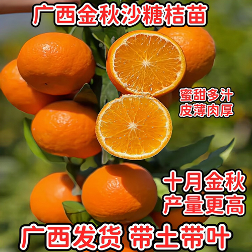 嫁接金秋沙糖桔苗蜜甜高产
