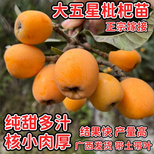 正宗嫁接大五星枇杷苗纯甜小核