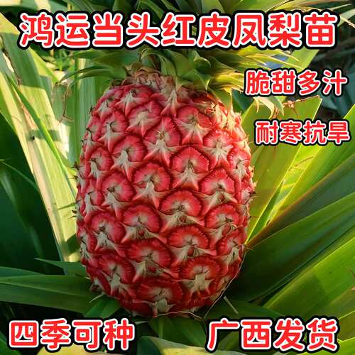红皮凤梨苗脆甜多汁高产凤梨苗