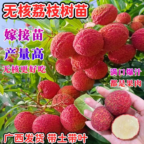 正宗嫁接无核荔枝苗纯甜多汁高产