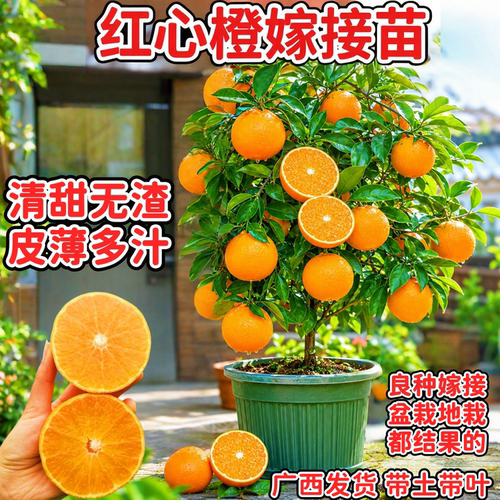 赣南红心橙苗嫁接苗南北方可种植