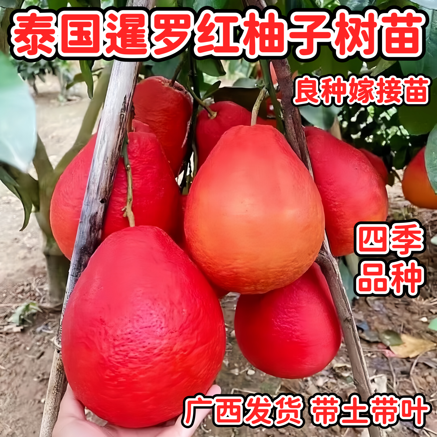 泰国暹罗红柚子树苗四季纯甜嫁接柚子树苗红心柚子苗盆栽地栽果树