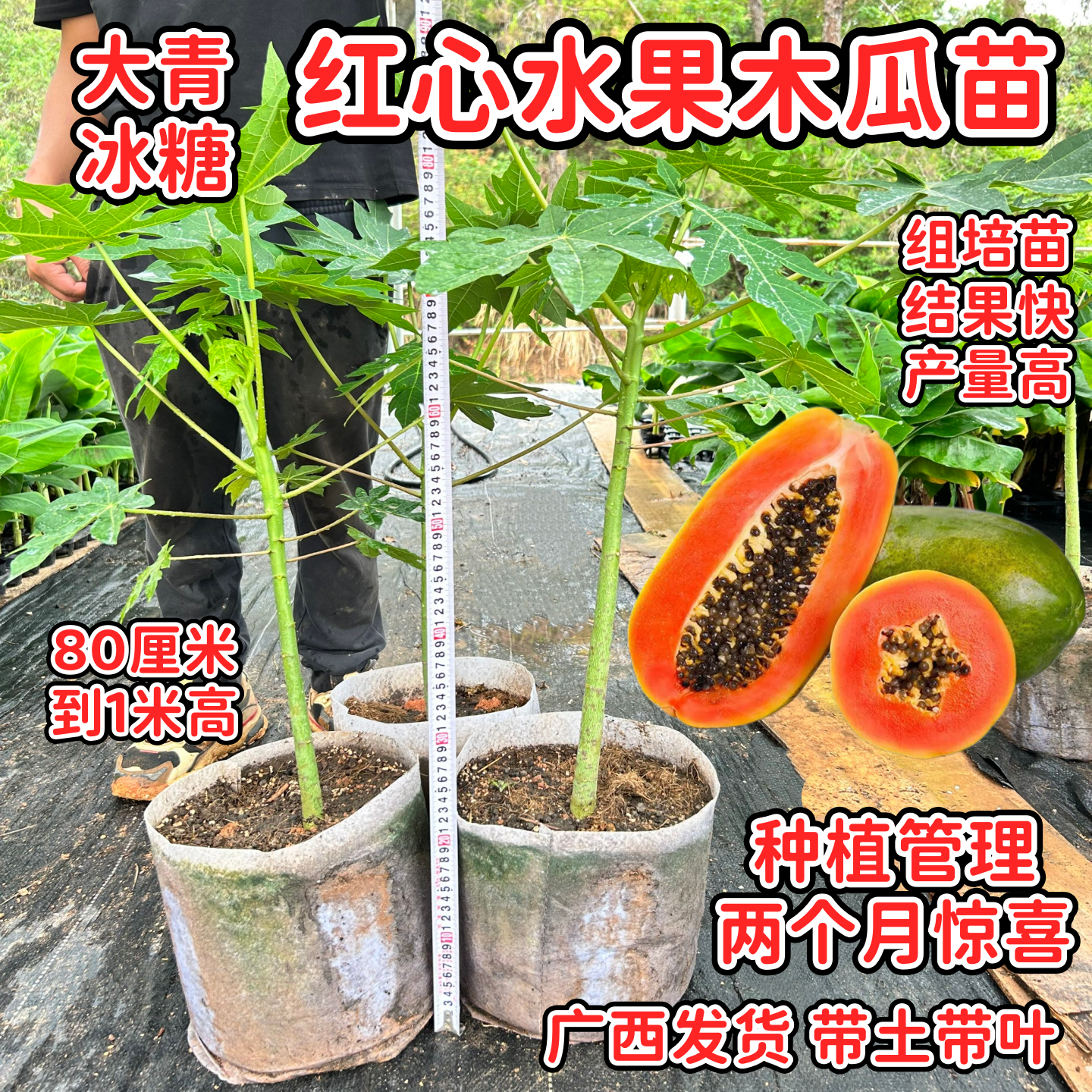 广西红心木瓜苗冰糖木瓜苗当年结果木瓜树苗四季盆栽地栽南方种植