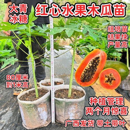 红心冰糖木瓜苗四季品种木瓜树苗