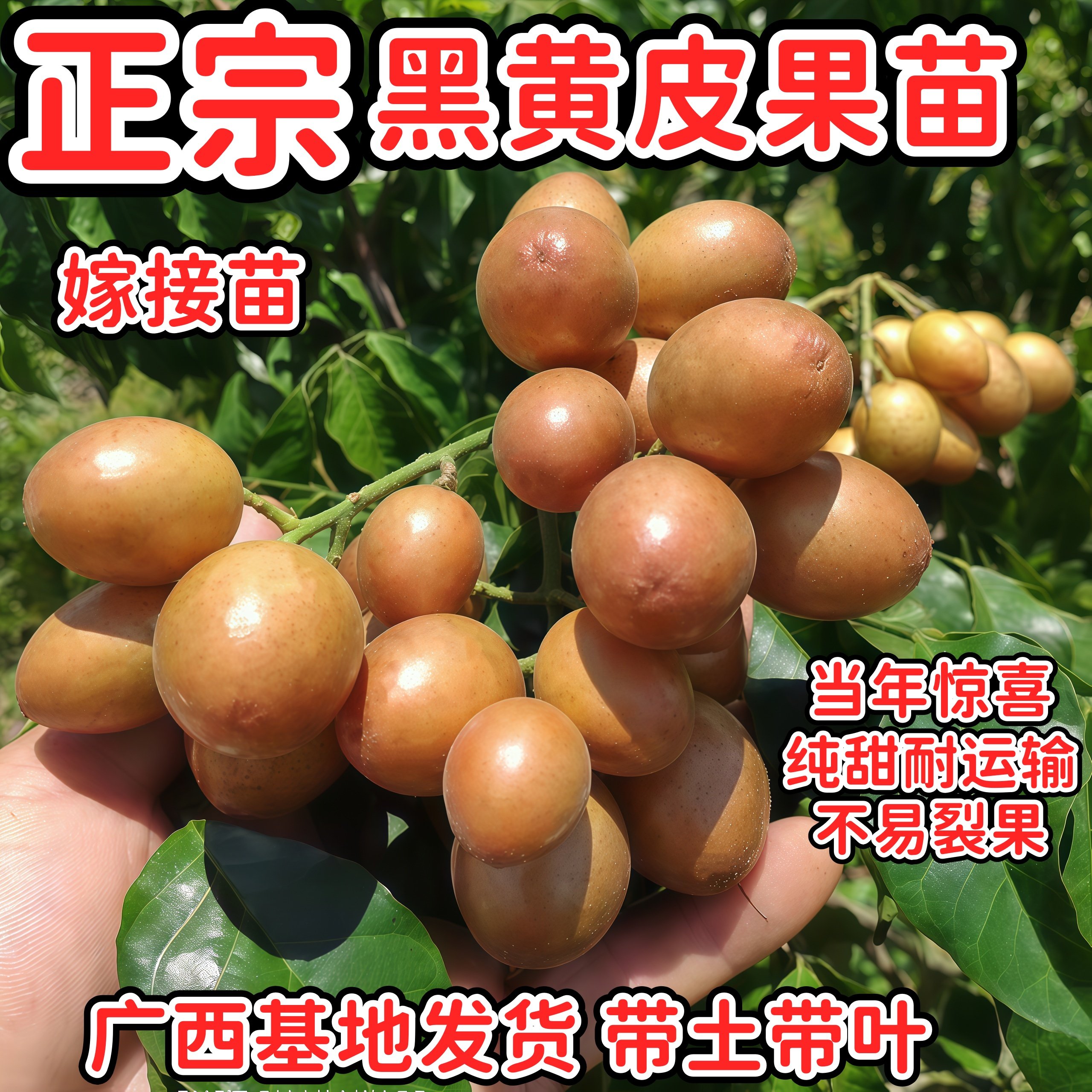 正宗广西嫁接黄皮果树苗黑金刚黄皮果苗结果冰糖黄色盆栽地栽,鲜花速递/花卉仿真/绿植园艺,果树,淘宝优惠券,粉丝福利购,淘宝优惠卷