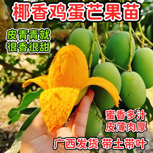 鸡蛋芒果苗椰香蜜甜嫁接苗盆栽树