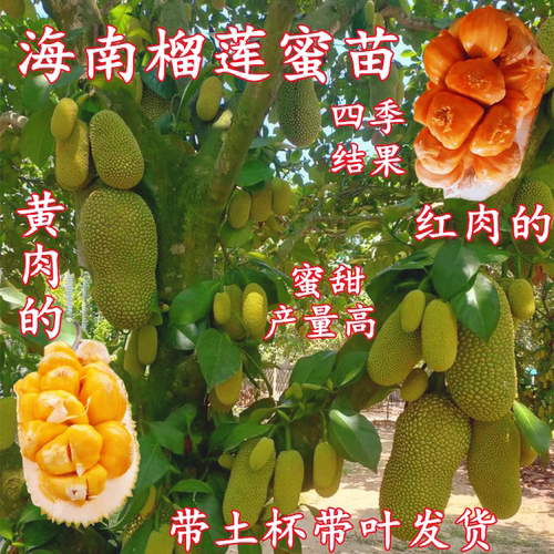 红肉榴莲蜜嫁接树苗盆栽四季结果